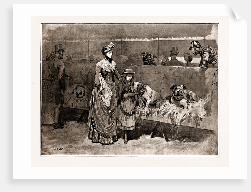 Among The Bull Dogs At The Kennel Club Show, UK, 1886 by Anonymous