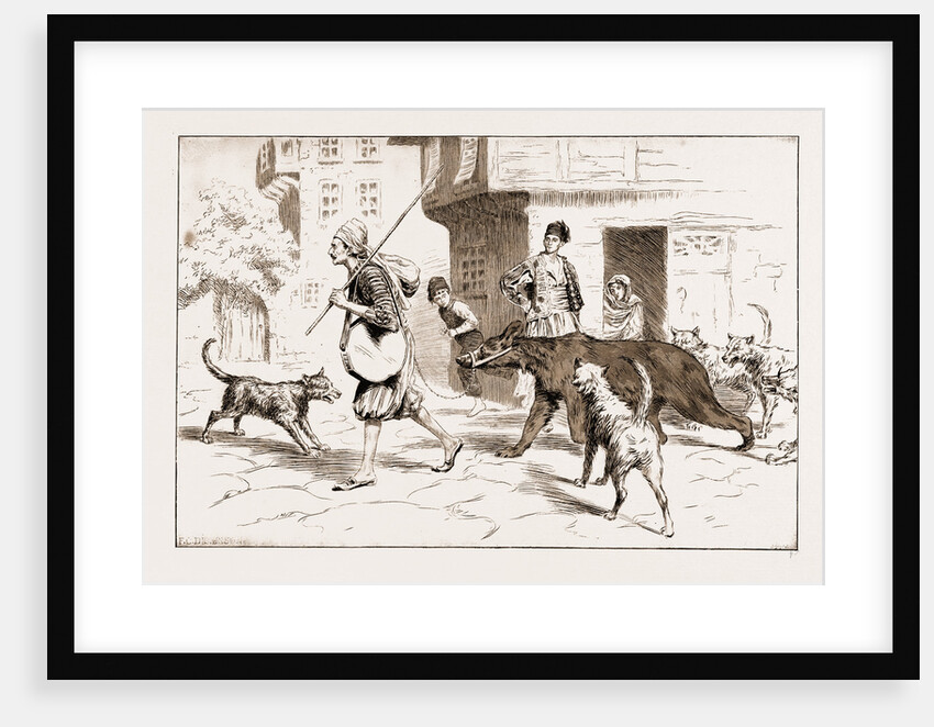 Street Dogs Barking At A Dancing Bear And His Keeper In Constantinople, Istanbul, Turkey, 1897 by Anonymous