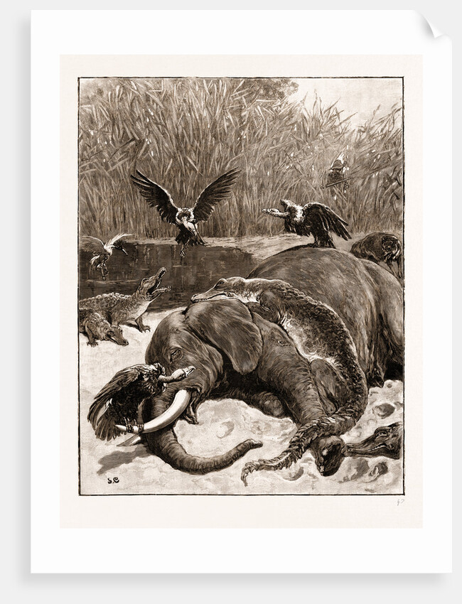 How Are The Mighty Fallen!: A Scene On The Banks Of The Limpopo River, South Africa, 1897 by Anonymous