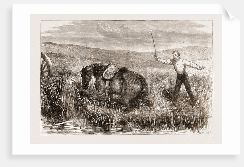 A Trooper's Horse In Foxton Mire, Autumn Manoeuvers 1873 by Anonymous
