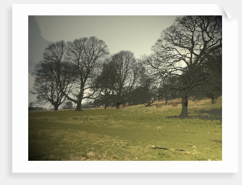 Mature Trees on the Hardwick Hall Estate by Sarah Smith