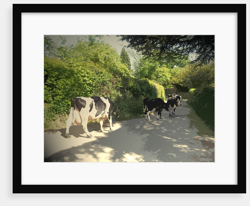 Herd of Cows on Morley Lane in Stanley by Sarah Smith