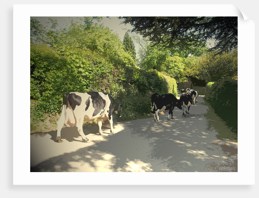 Herd of Cows on Morley Lane in Stanley by Sarah Smith