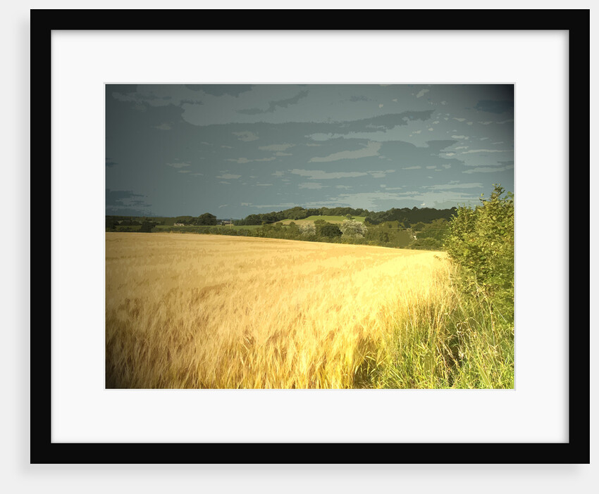 Crop Field Adjoining Goodwin's Lane by Sarah Smith