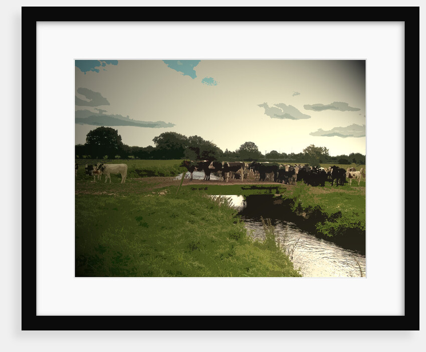Cattle Crossing the River Tean by Sarah Smith