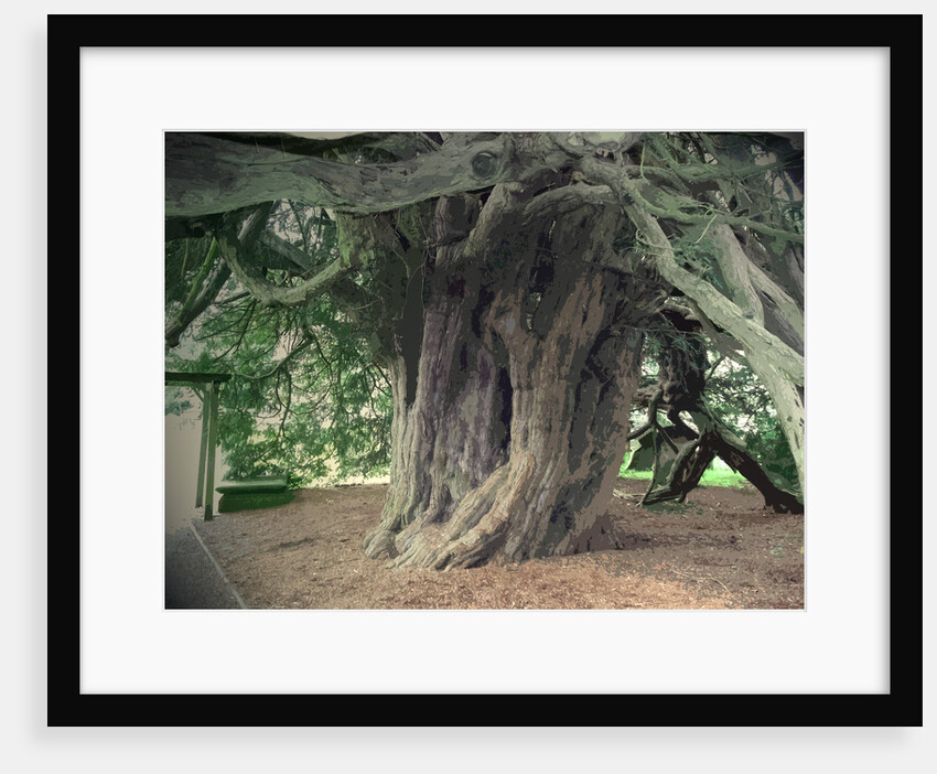 The Doveridge Yew - Trunk by Sarah Smith