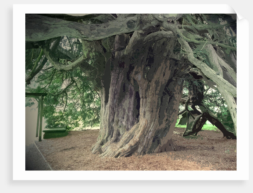 The Doveridge Yew - Trunk by Sarah Smith