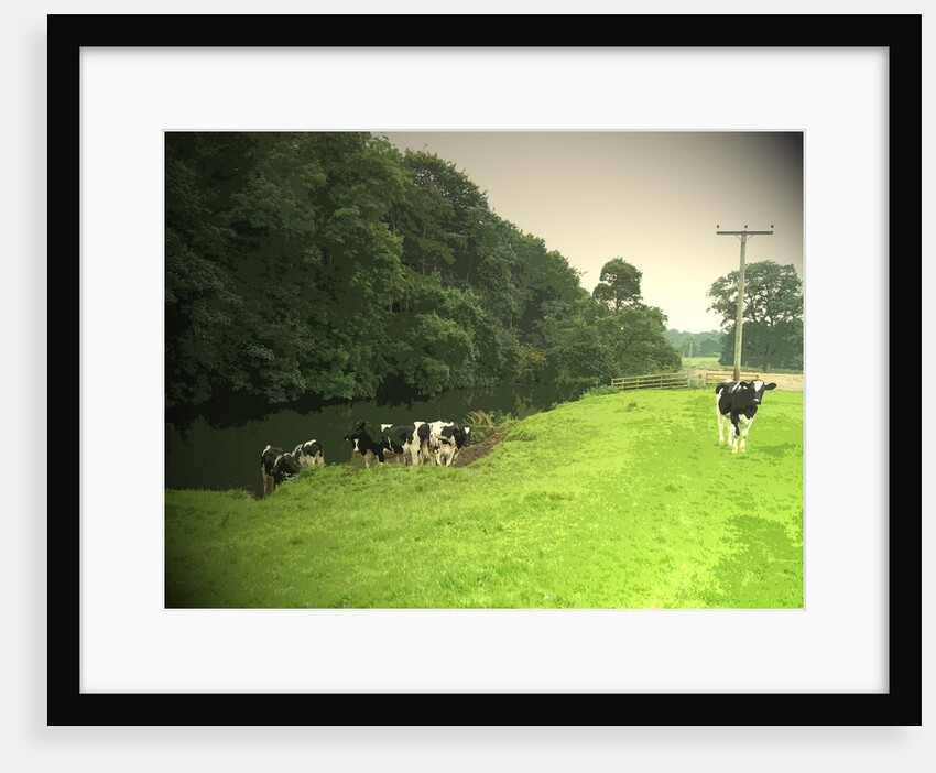 Livestock by the River Dove by Sarah Smith