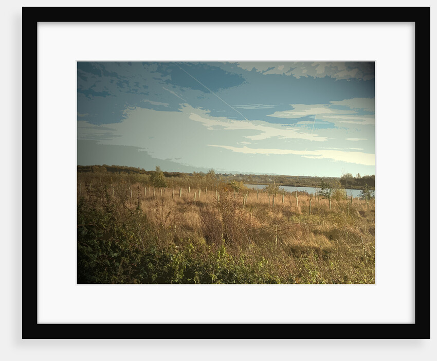 Plantation at Willington Gravel Pits by Sarah Smith