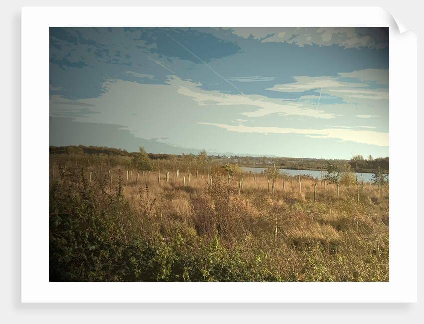 Plantation at Willington Gravel Pits by Sarah Smith