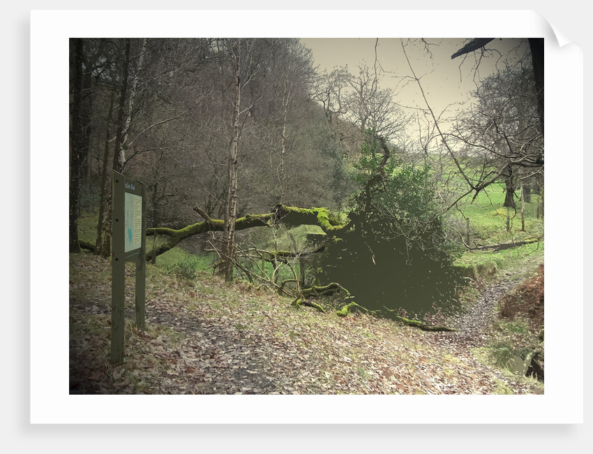 Swallows Wood by Sarah Smith