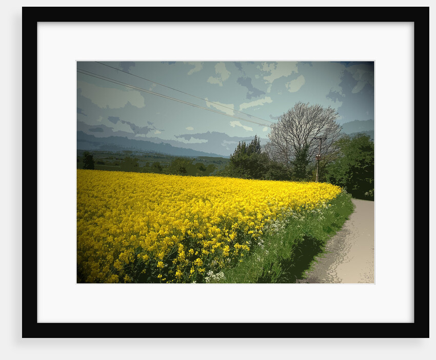 Field of Oil Seed by Padley Wood Lane by Sarah Smith