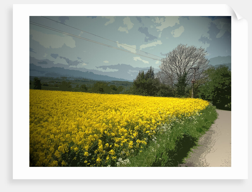 Field of Oil Seed by Padley Wood Lane by Sarah Smith