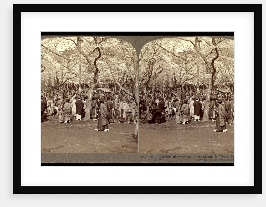 Cherry blossoms, the spring-time glory of the cherry blossoms in Uyeno Park, Tokyo by Anonymous