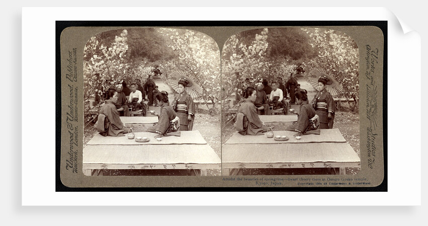 Amidst the beauties of springtime: dwarf cherry trees at Omuro Gosho temple, Japan by Anonymous