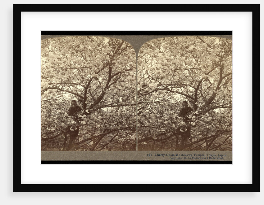 Cherry-bloom at Ishikawa Temple, Tokyo by Anonymous