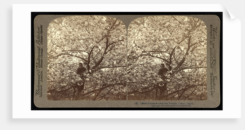 Cherry-bloom at Ishikawa Temple, Tokyo by Anonymous