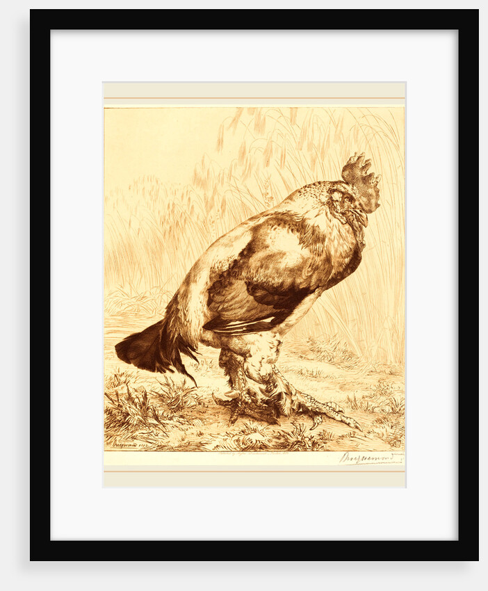 The Old Cock, 1882 by Félix Bracquemond