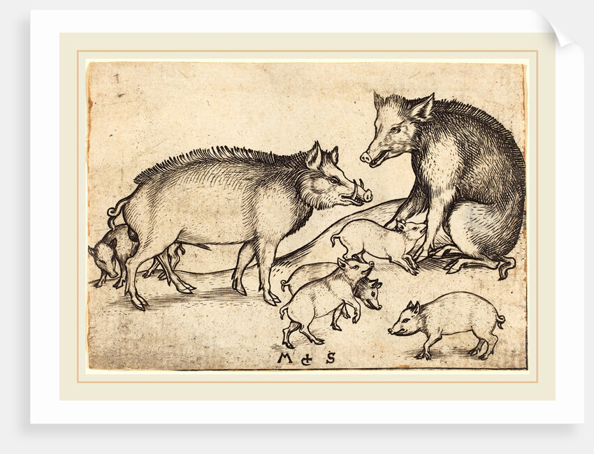 Family of Pigs by Martin Schongauer