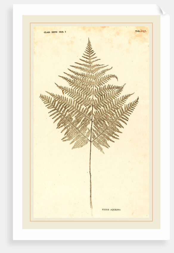 Pteris Aquilina by Johann Hieronymus Kniphof