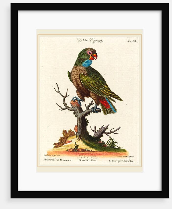 Parrot by Johann Sebastian Leitner