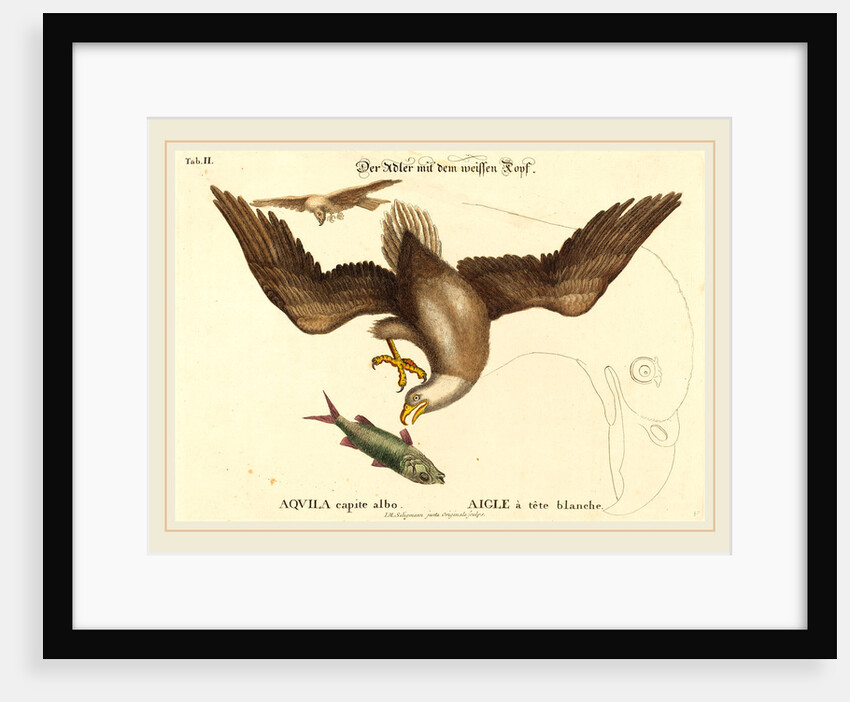 The Bald Eagle, probably 1743-1762 by Johann Michael Seligmann