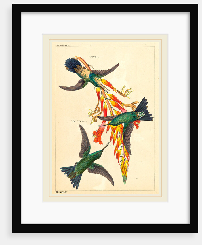 Three Hummingbirds with Plant by Heinrich Gottlieb Ludwig Reichenbach