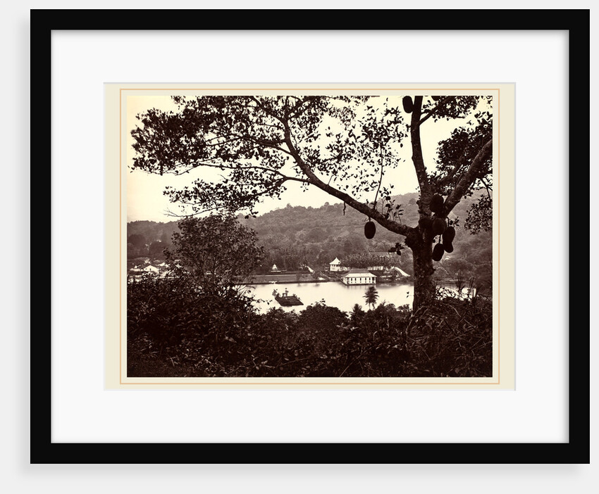 A Peep from Upper Lake Road showing Temple and Island with Park, fruit tree in foreground, c.1865 by Samuel Bourne