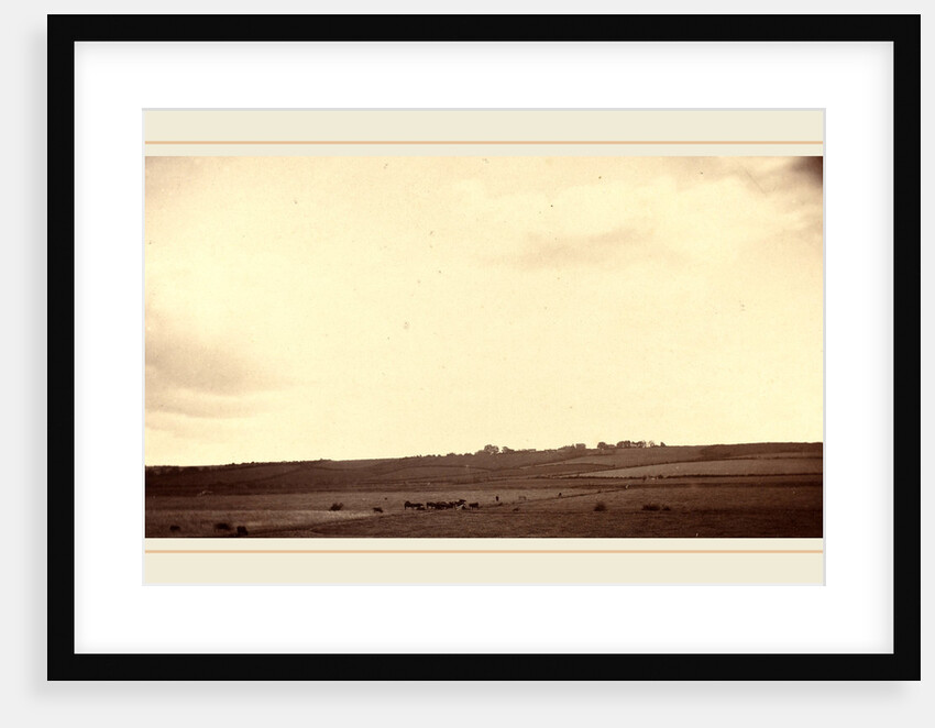 View of Fields with Cows, 1850s-1860s by Anonymous