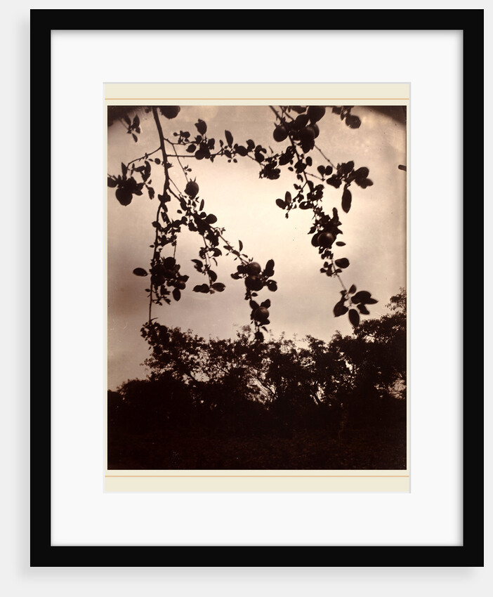 Branche de pommier by Eugène Atget