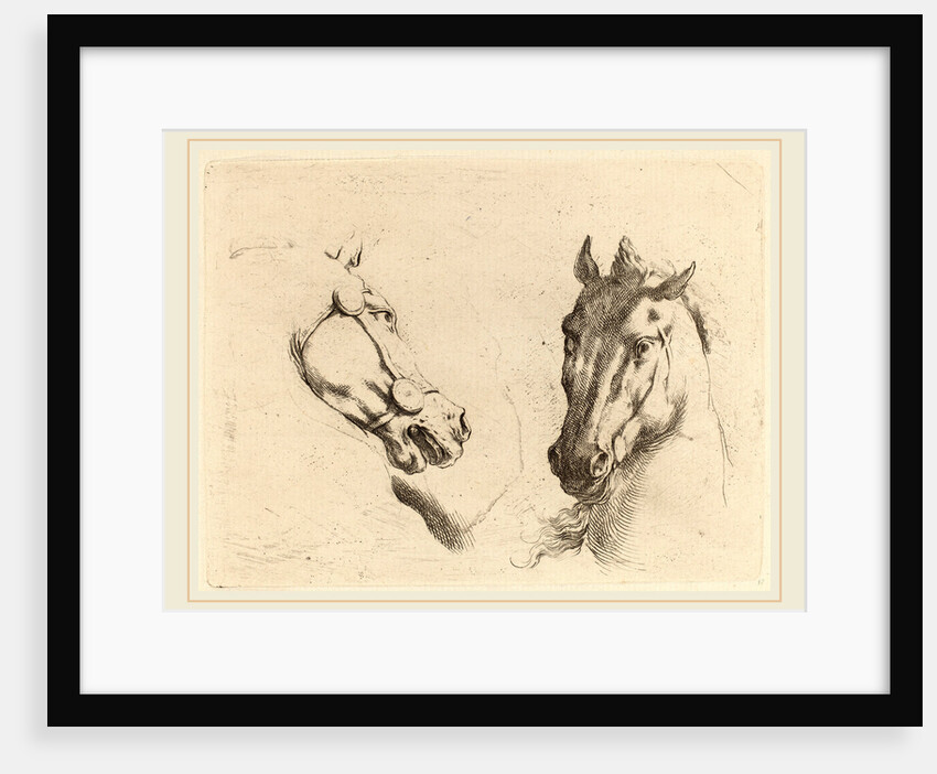 Head of a Horse Seen in Profile and in Three-Quarters by Stefano Della Bella