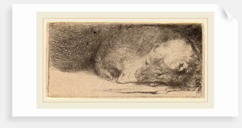 Sleeping Puppy, c. 1640 by Rembrandt van Rijn