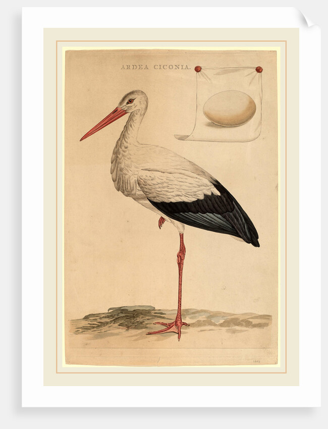 The White Stork by Jan Christiaan Sepp
