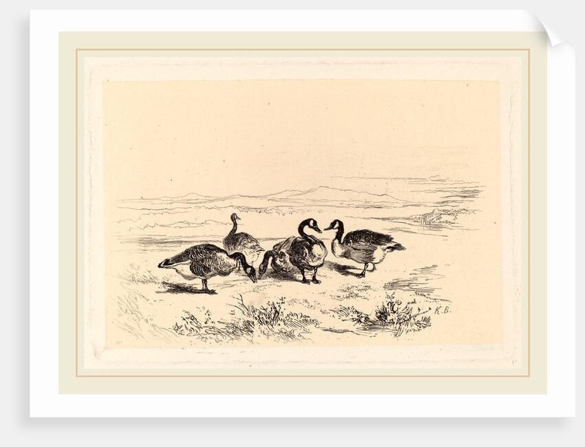 Oies bernacles, Swiss by Karl Bodmer