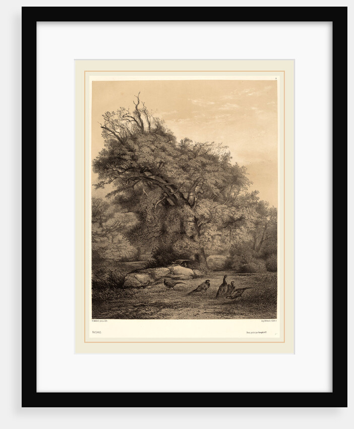 Faisans, Swiss by Karl Bodmer