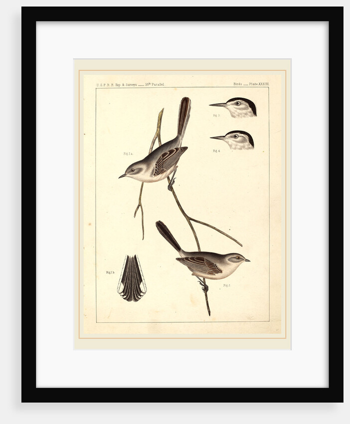 Birds-U.S.P.R.R. Exp. & Surveys, 35th Parallel by Anonymous