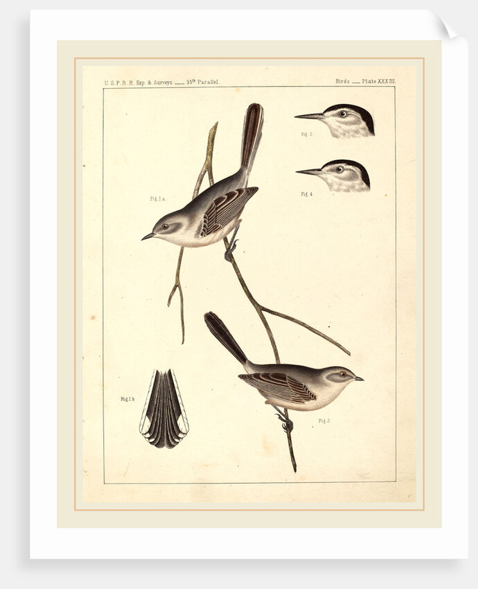 Birds-U.S.P.R.R. Exp. & Surveys, 35th Parallel by Anonymous