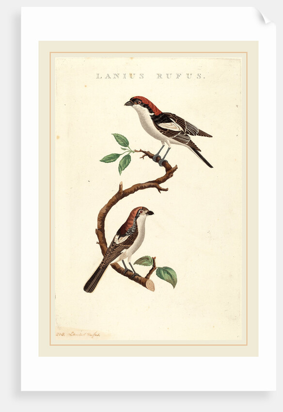 Lanius rufus by Anonymous