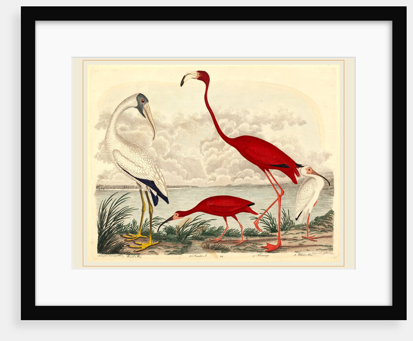 Wood Ibis, Scarlet Ibis, Flamingo, and White Ibis by John G. Warnicke
