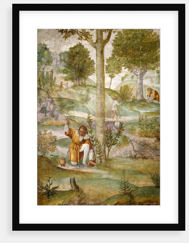 Cephalus Hiding the Jewels by Bernardino Luini