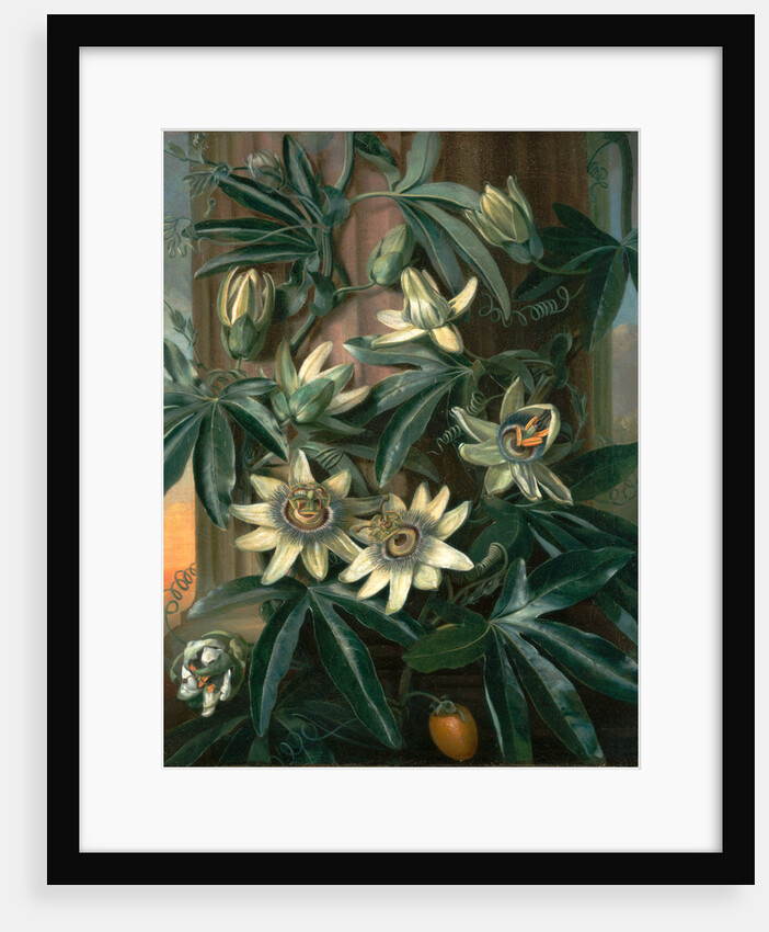 Blue Passion Flower, for the 'Temple of Flora' by Robert Thornton by Philip Reinagle