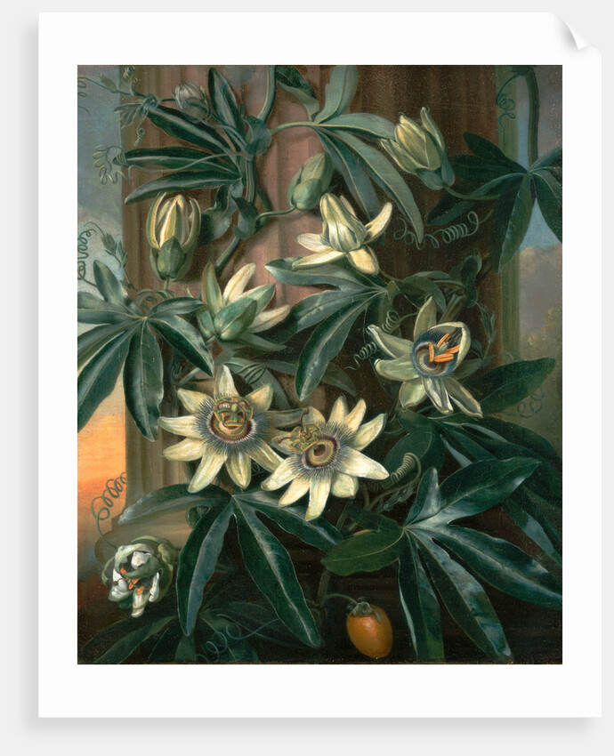 Blue Passion Flower, for the 'Temple of Flora' by Robert Thornton by Philip Reinagle