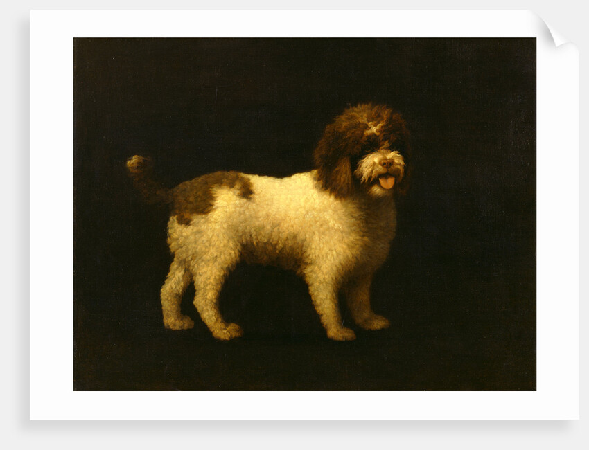 Water Spaniel by George Stubbs