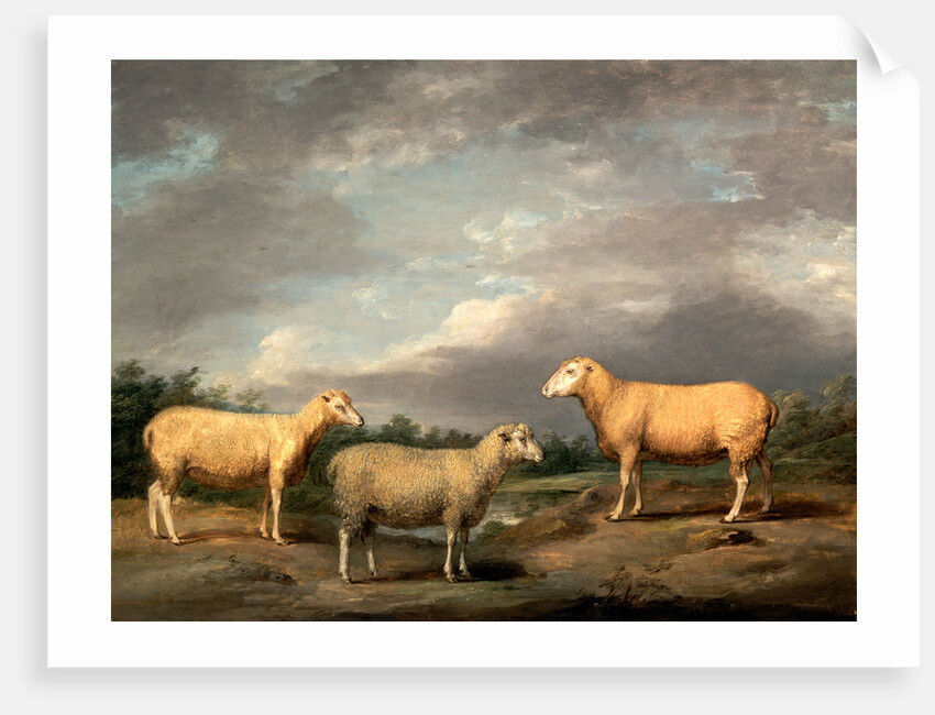 Ryelands Sheep, the King's Ram, the King's Ewe and Lord Somerville's Wether by James Ward