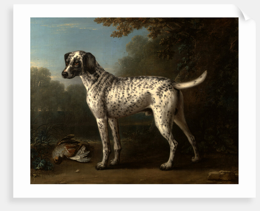 A Grey Spotted Hound by John Wootton