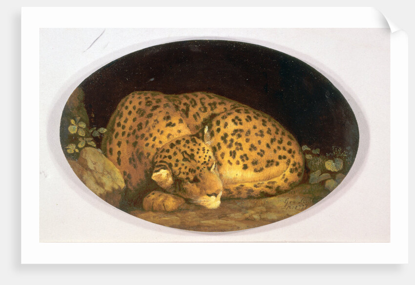 Sleeping Leopard by George Stubbs