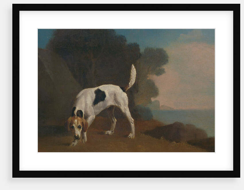 Foxhound Foxhound on the Scent by George Stubbs