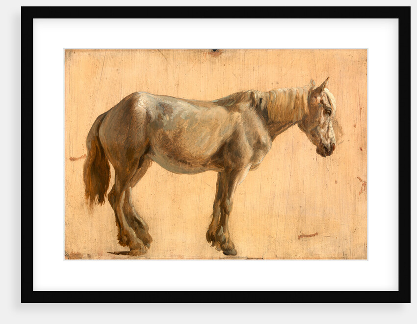 Study of a Grey Horse by Jacques-Laurent Agasse