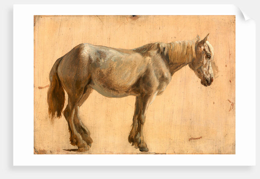 Study of a Grey Horse by Jacques-Laurent Agasse