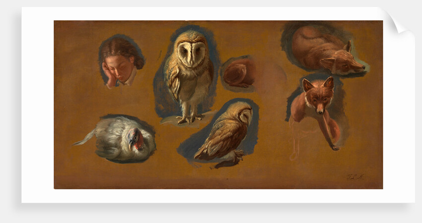 Studies of a Fox, a Barn Owl, a Peahen, and the Head of a Young Man Studies of a Fox, a Barn Owl, a Peahen and a Young Man's Head by Jacques-Laurent Agasse